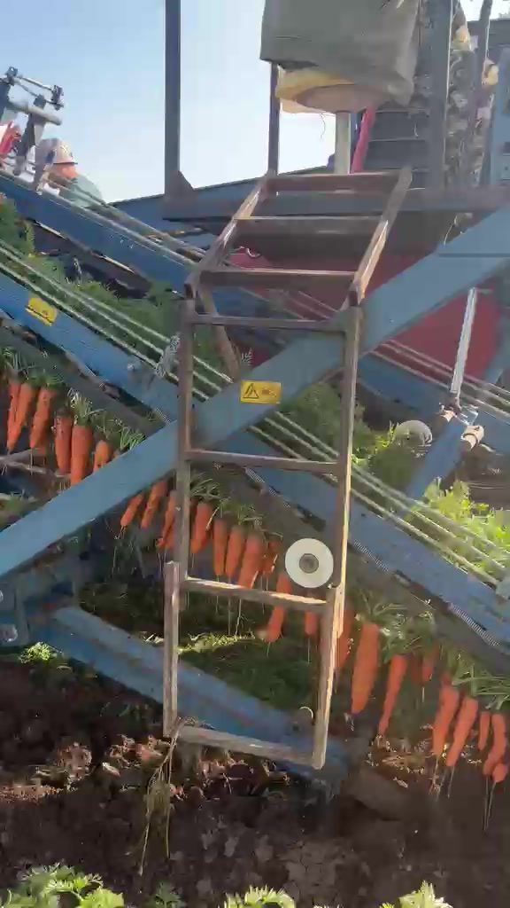 Морковь на комбайне крупным планом