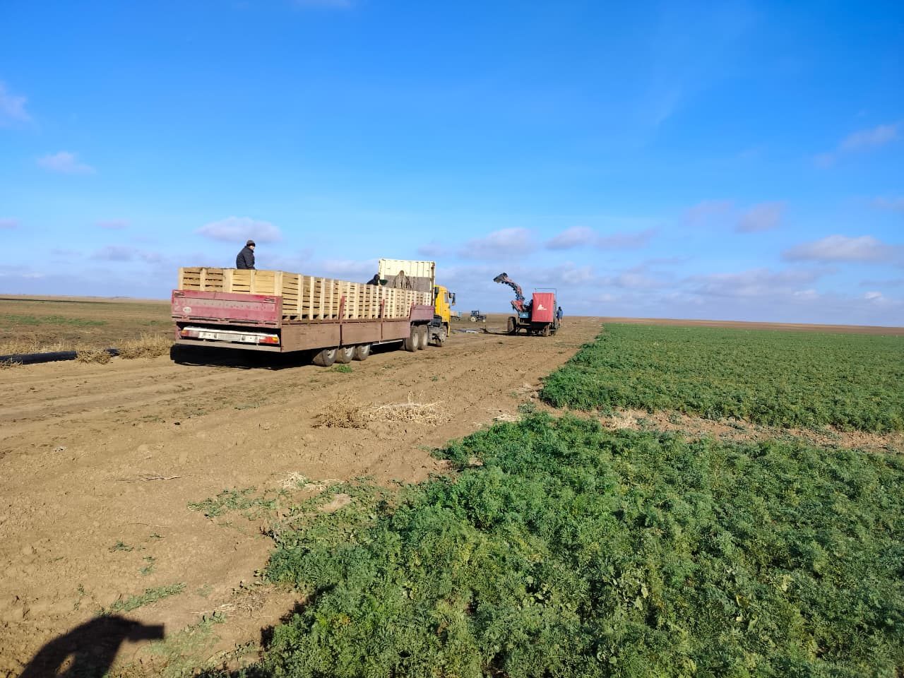 Погрузка урожая в контейнеры для закладки в холодильные камеры